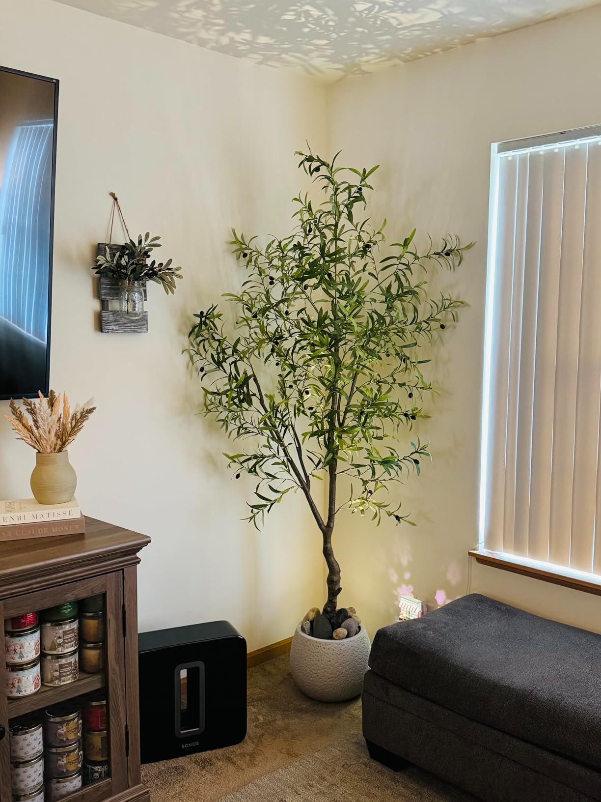 5FT Olive Tree Dimensions